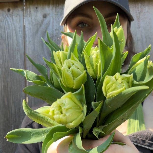 grower Silver Linings Flower farm holding fresh tulips
